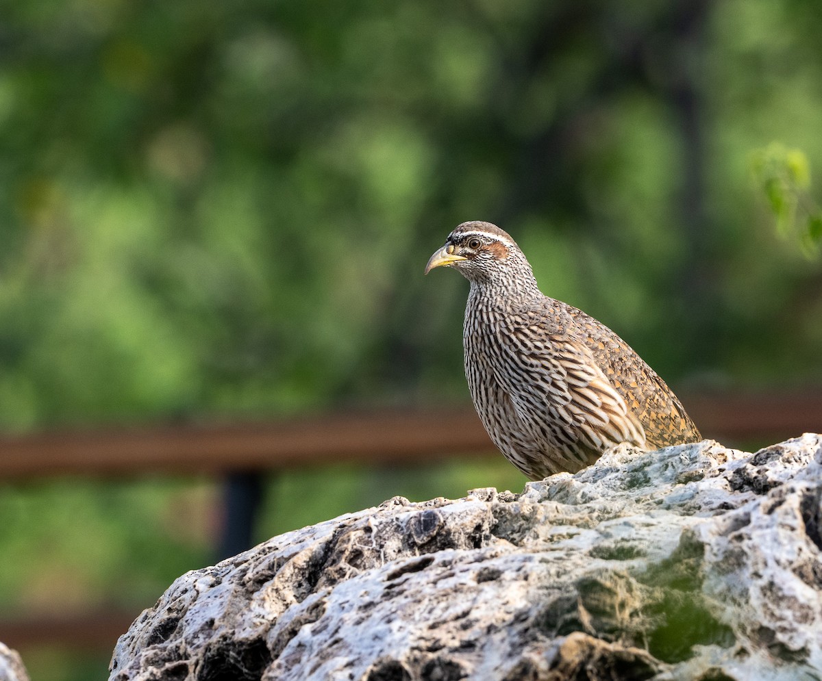 Francolín de Hartlaub - ML651722368