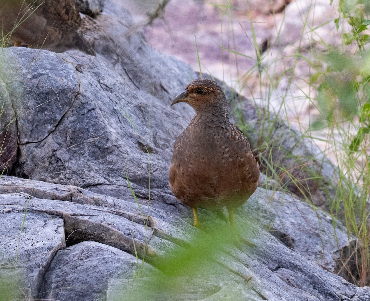 Francolín de Hartlaub - ML651722371
