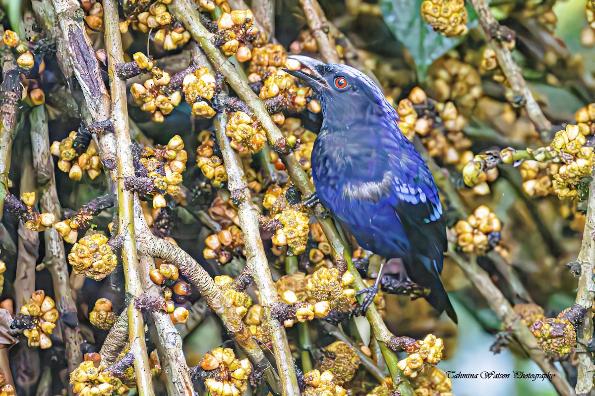 Philippine Fairy-bluebird - ML651722647