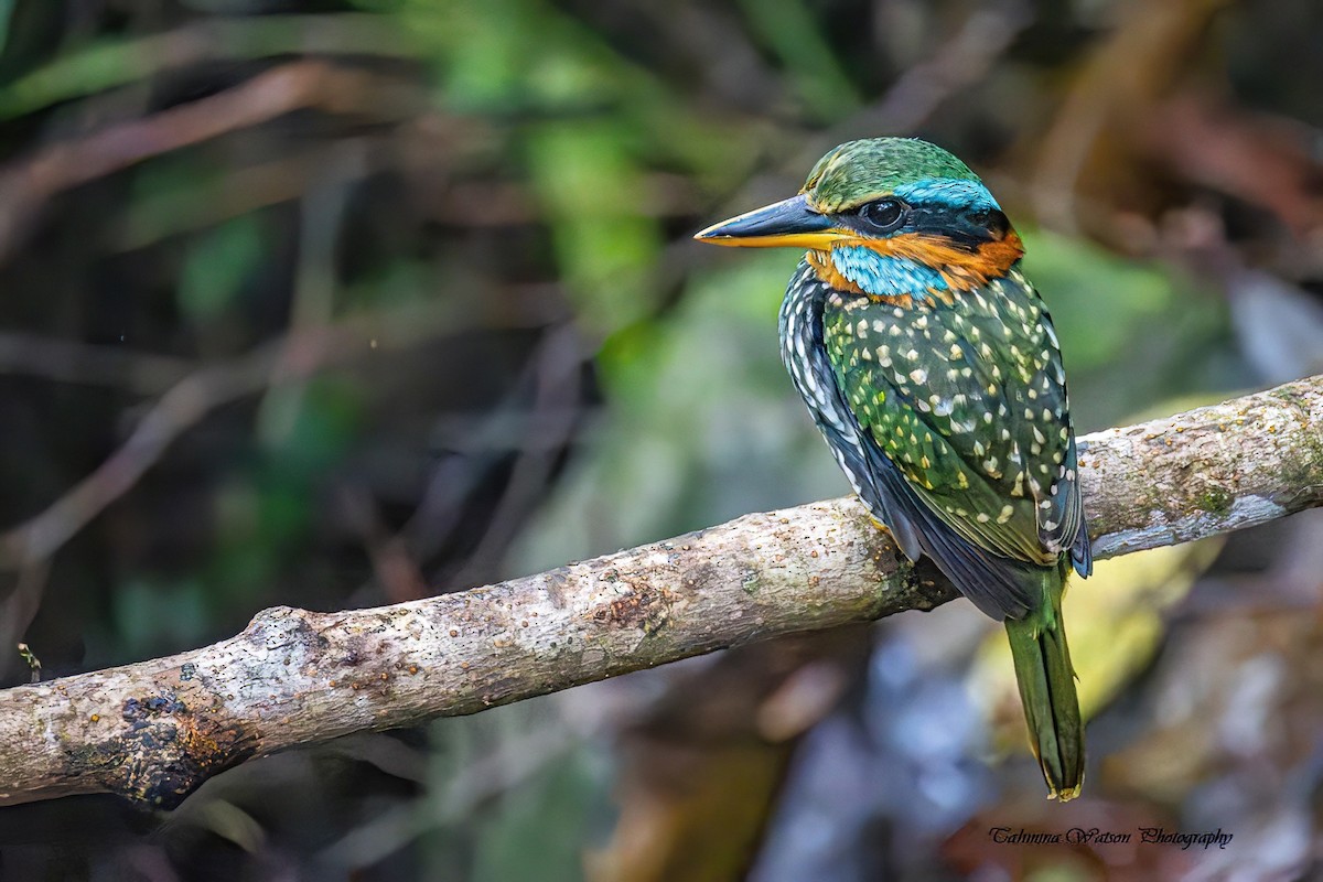 Spotted Kingfisher - ML651722670
