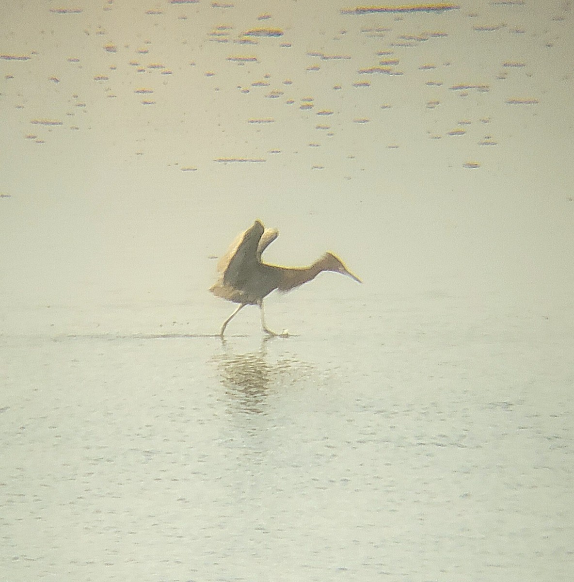 Reddish Egret - ML651722961
