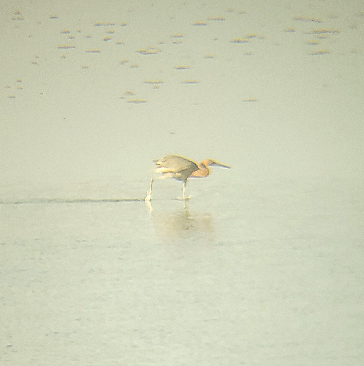 Reddish Egret - ML651722962