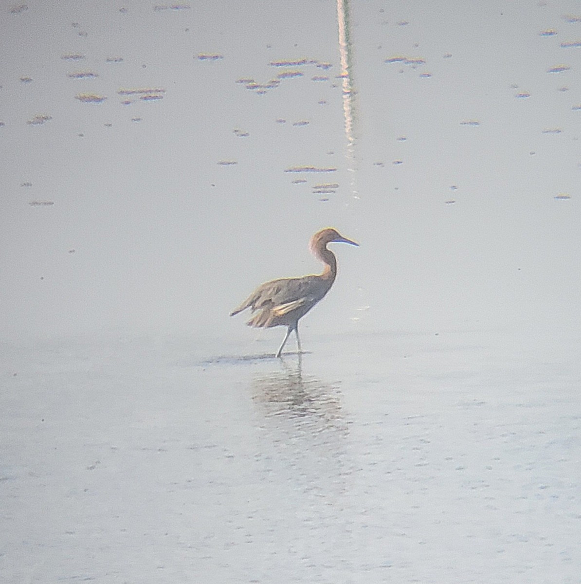 Reddish Egret - ML651722963