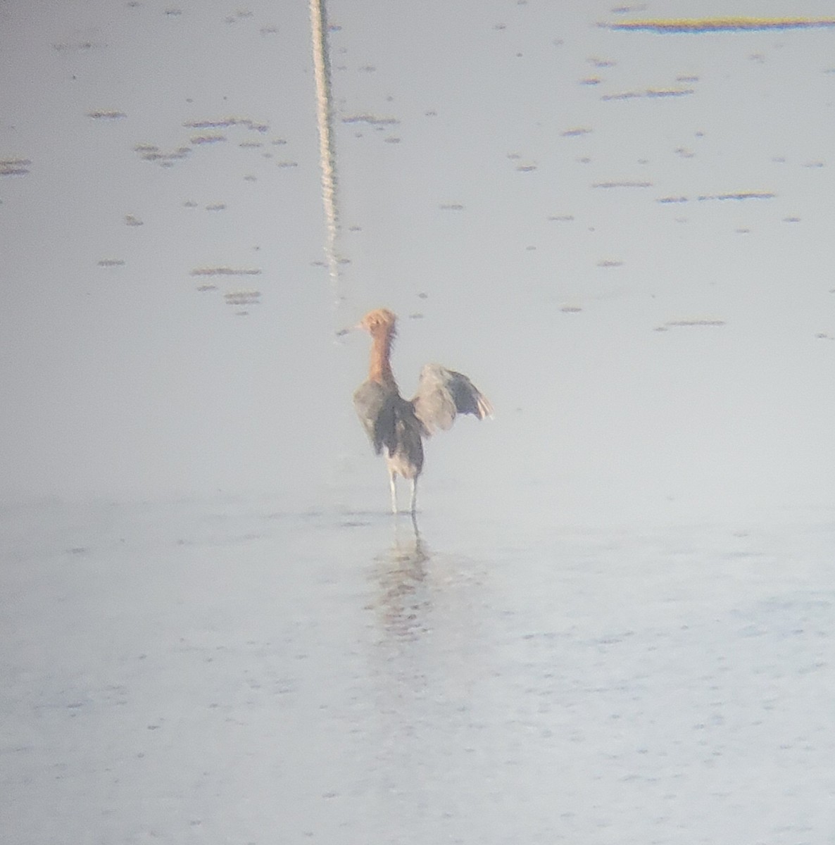 Reddish Egret - ML651722964
