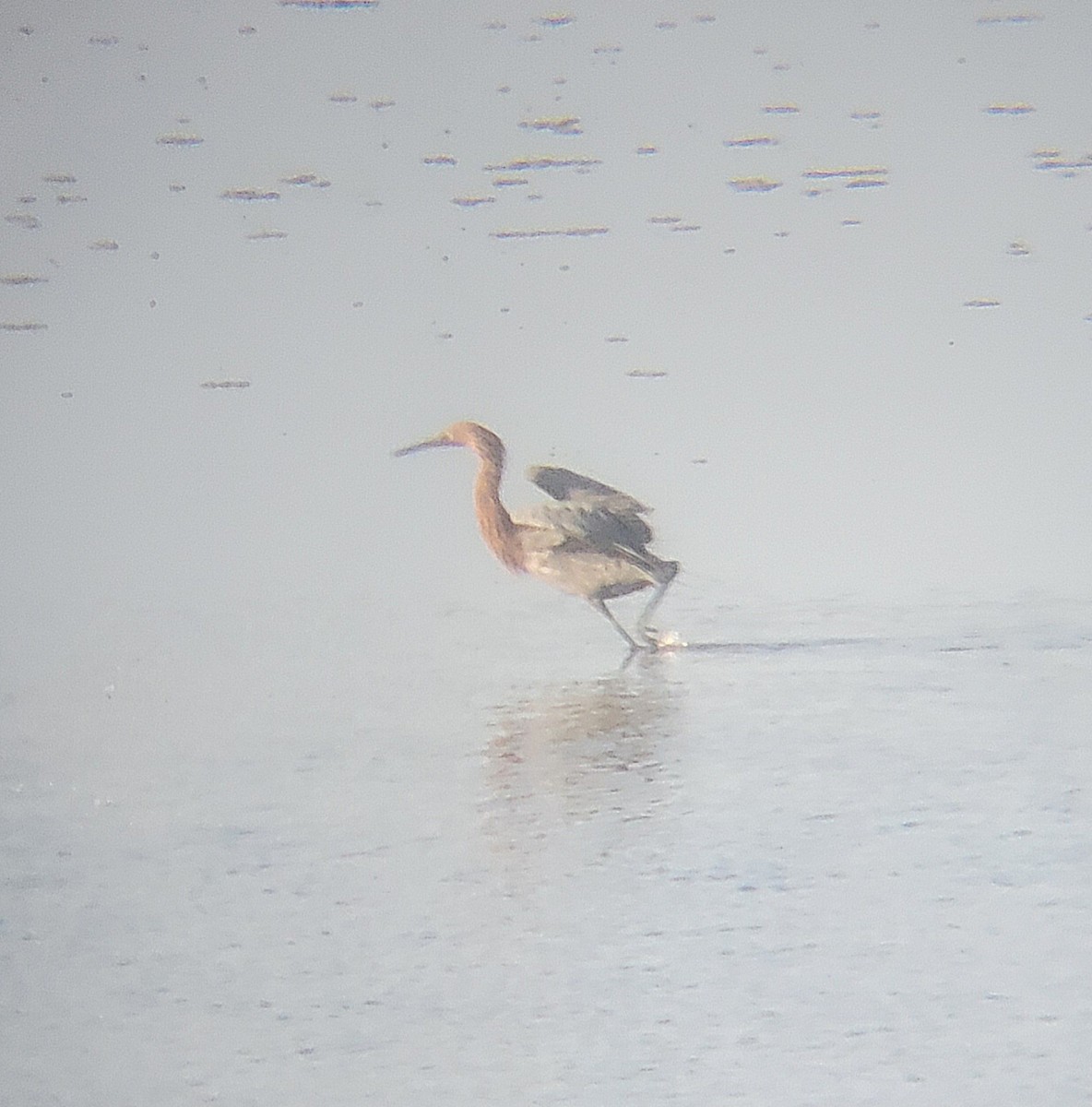 Reddish Egret - ML651722965