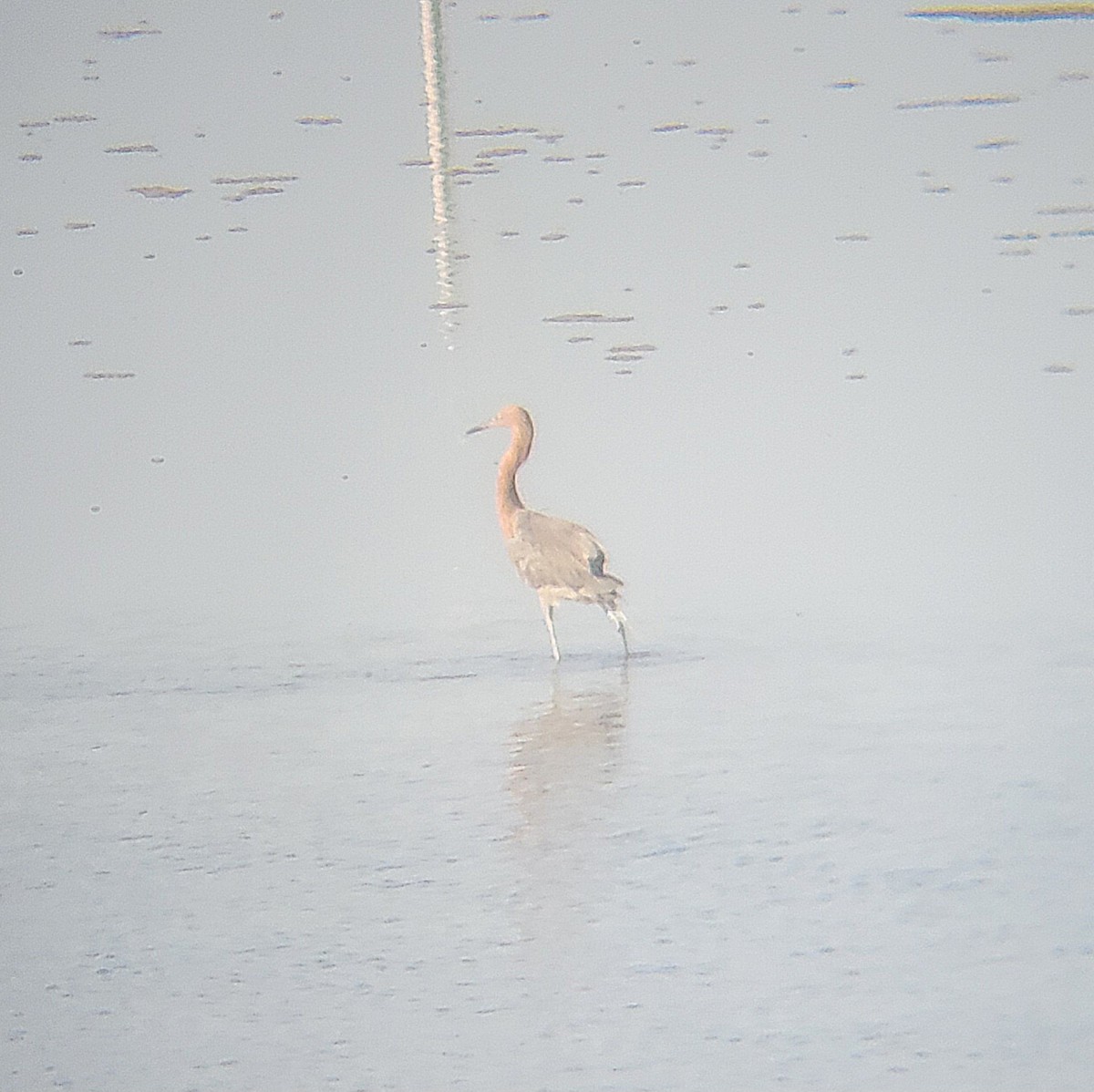 Reddish Egret - ML651722966