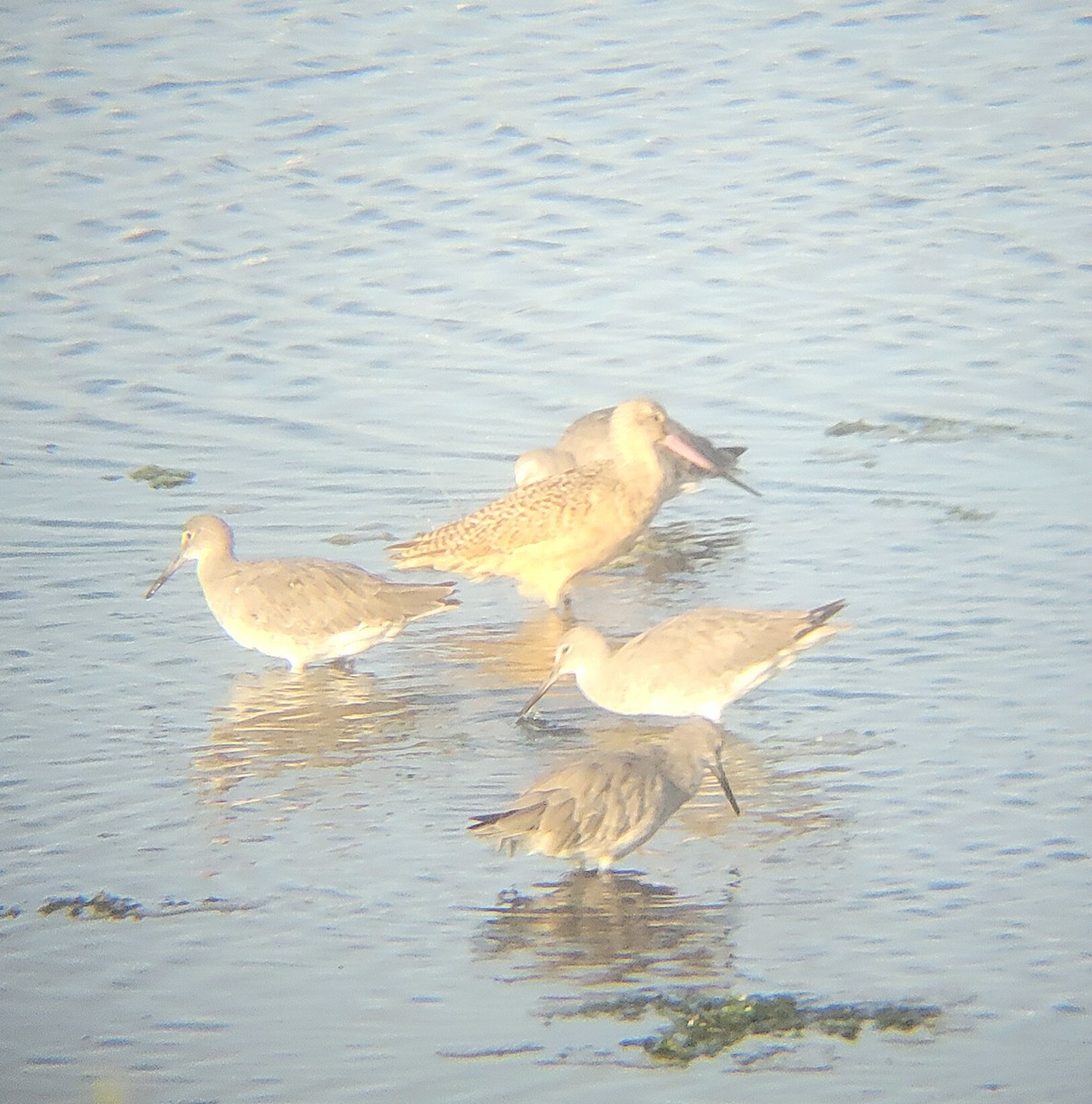 Marbled Godwit - ML651723002