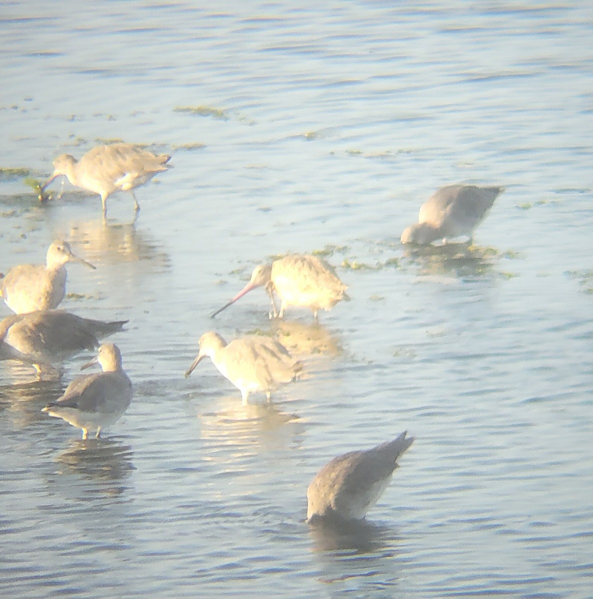 Marbled Godwit - ML651723003