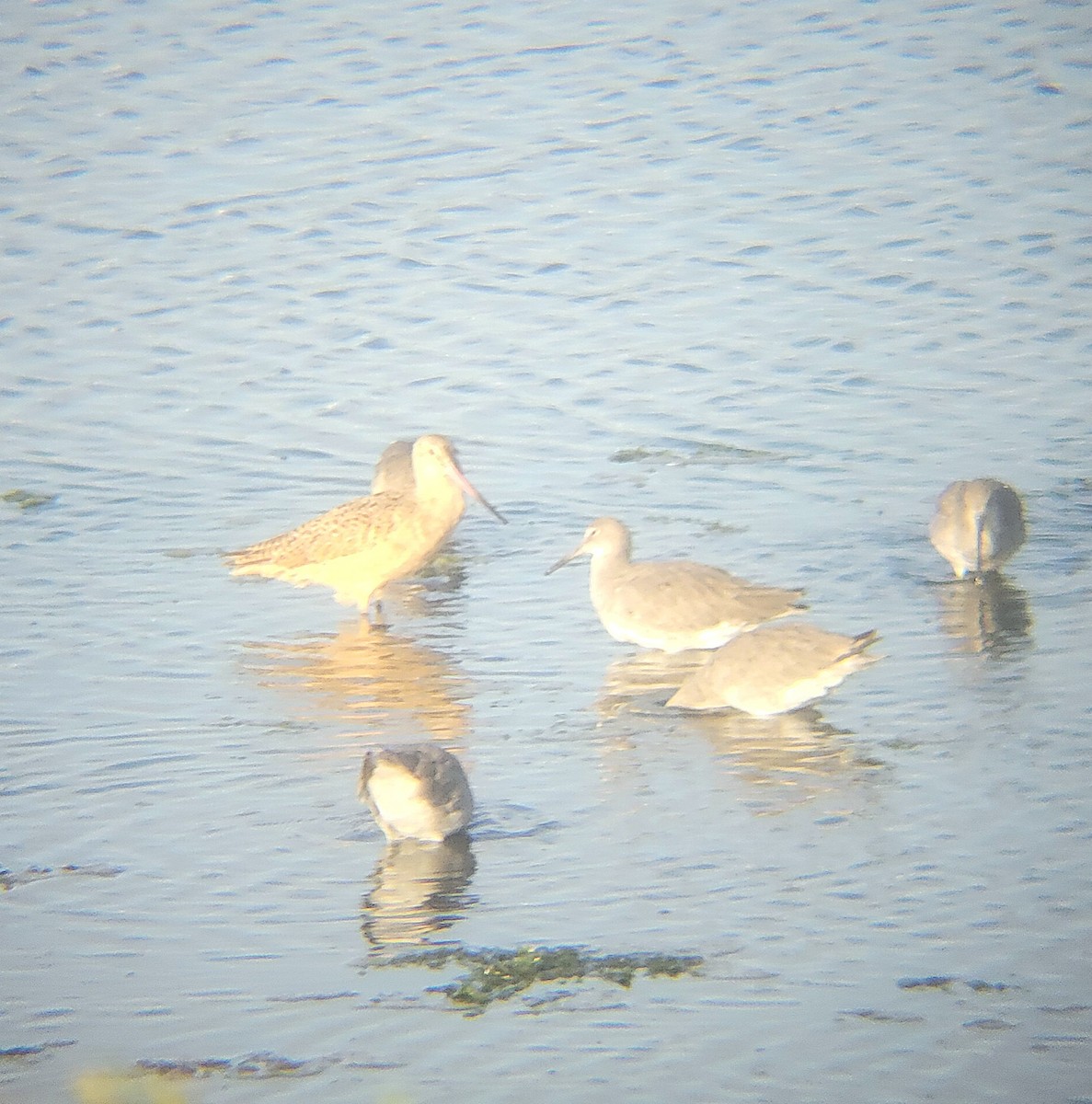 Marbled Godwit - ML651723004