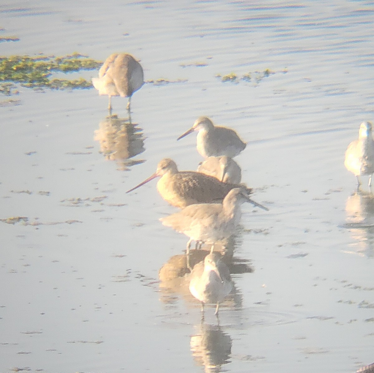 Marbled Godwit - ML651723005