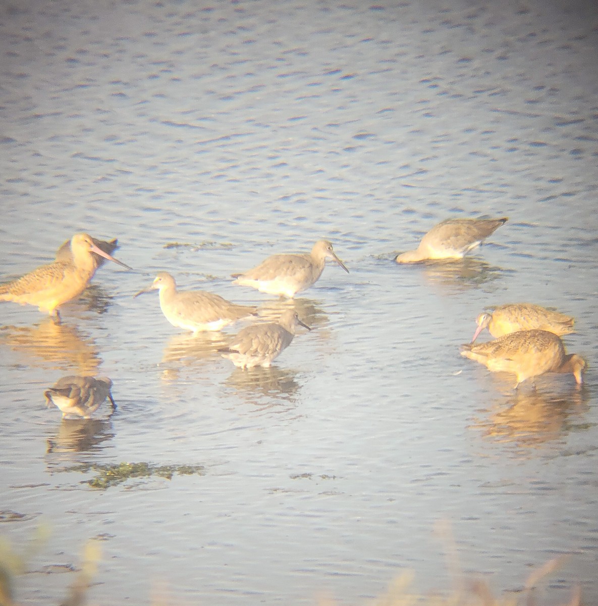 Marbled Godwit - ML651723006