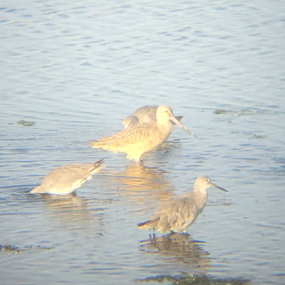 Marbled Godwit - ML651723007