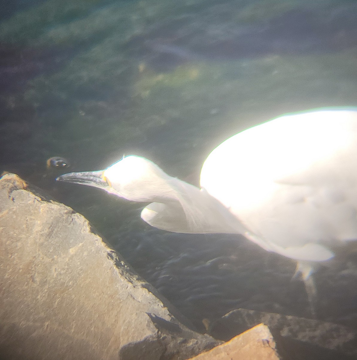 Snowy Egret - ML651723029