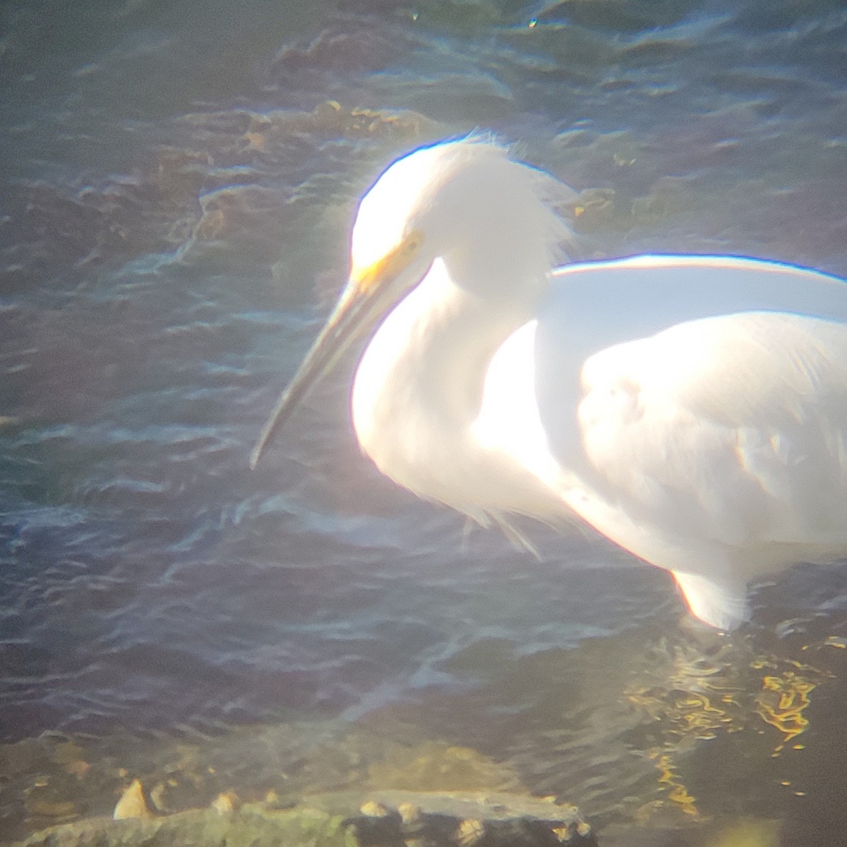 Snowy Egret - ML651723030