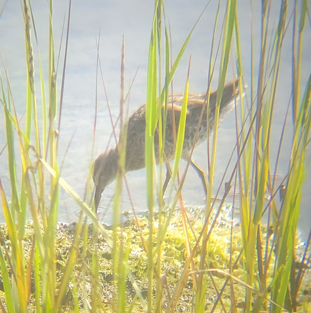 Хараалжин цууцил - ML651723050