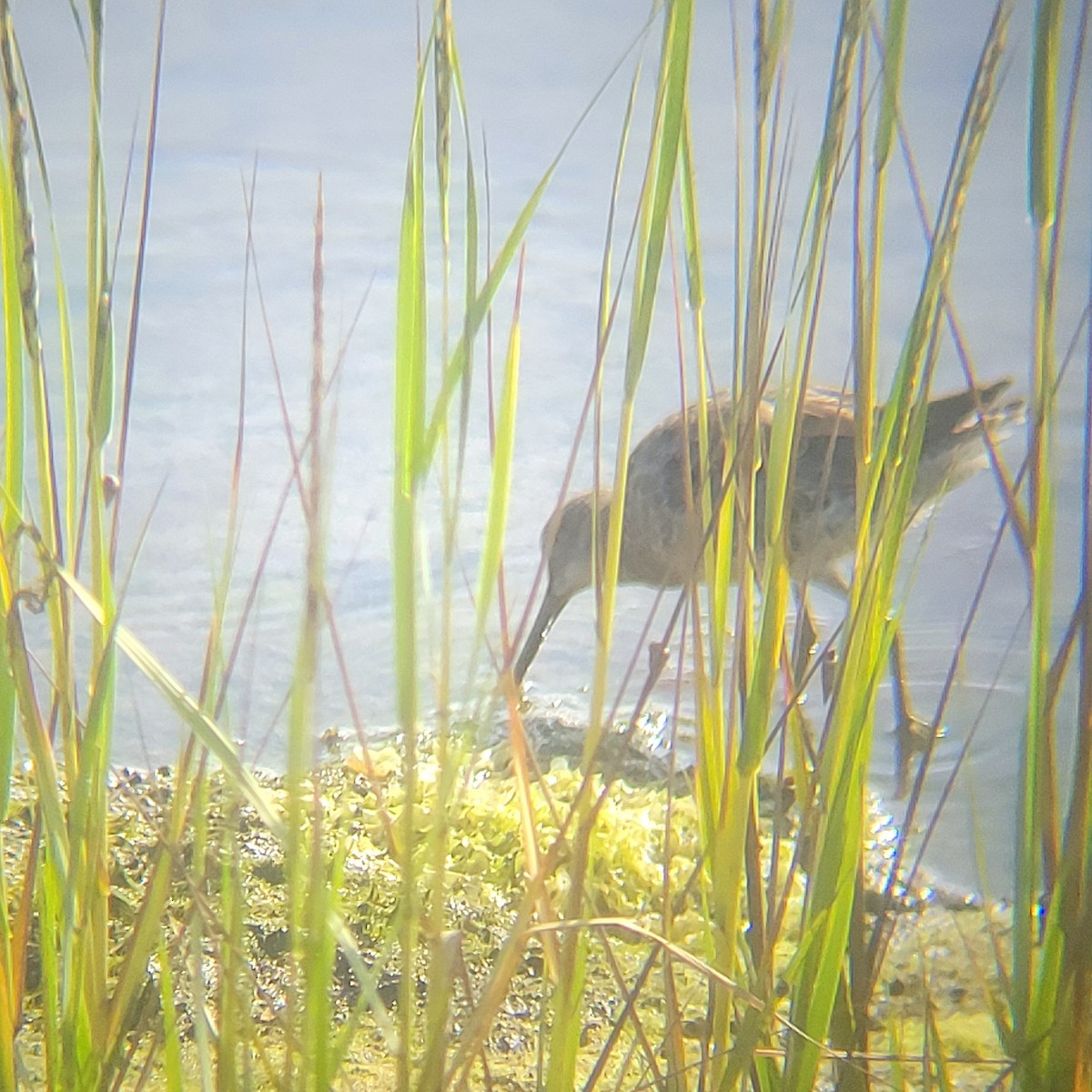 Хараалжин цууцил - ML651723051