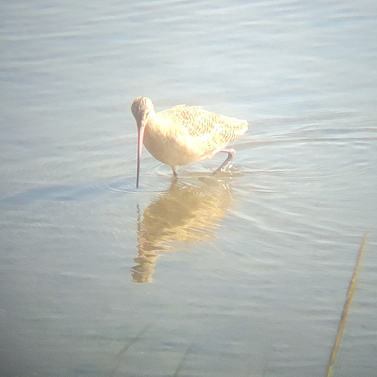 Marbled Godwit - ML651723081