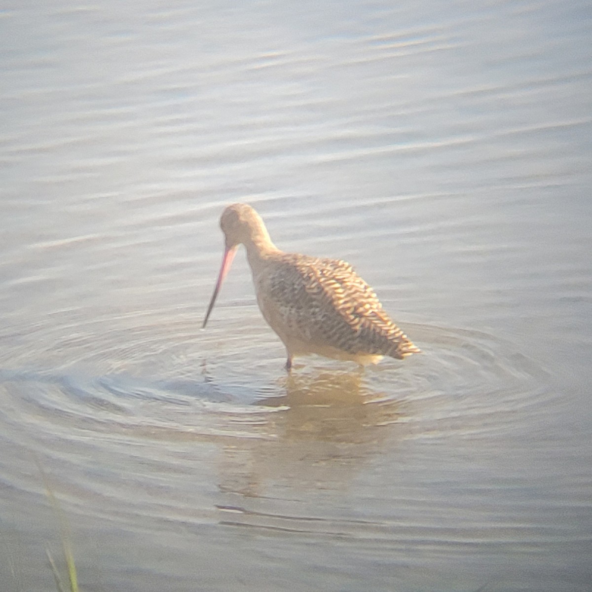 Marbled Godwit - ML651723082