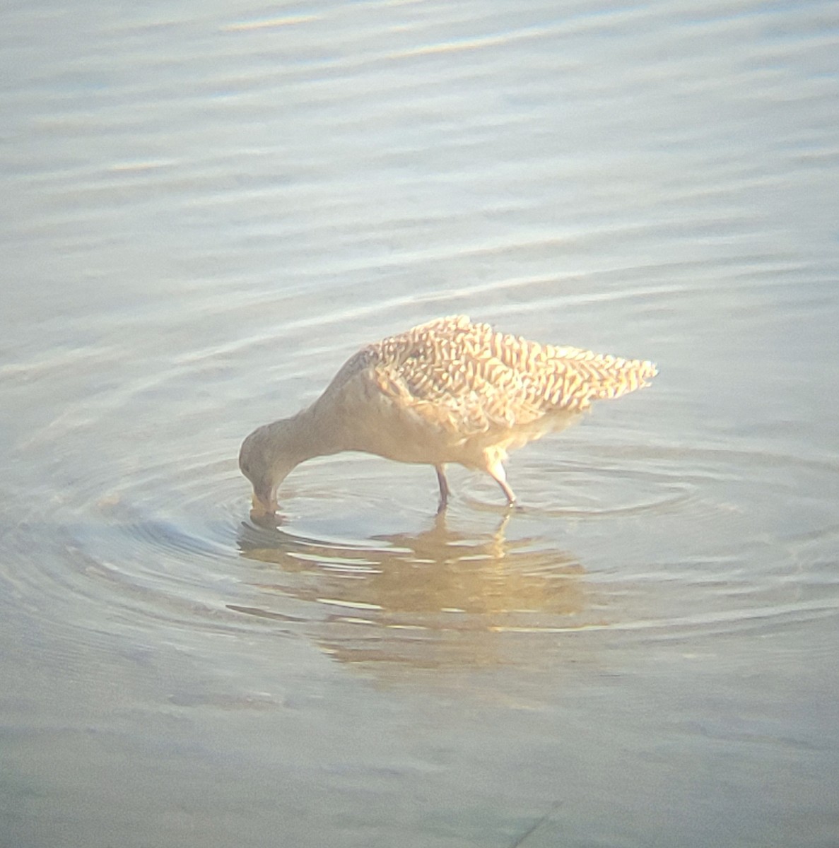 Marbled Godwit - ML651723083