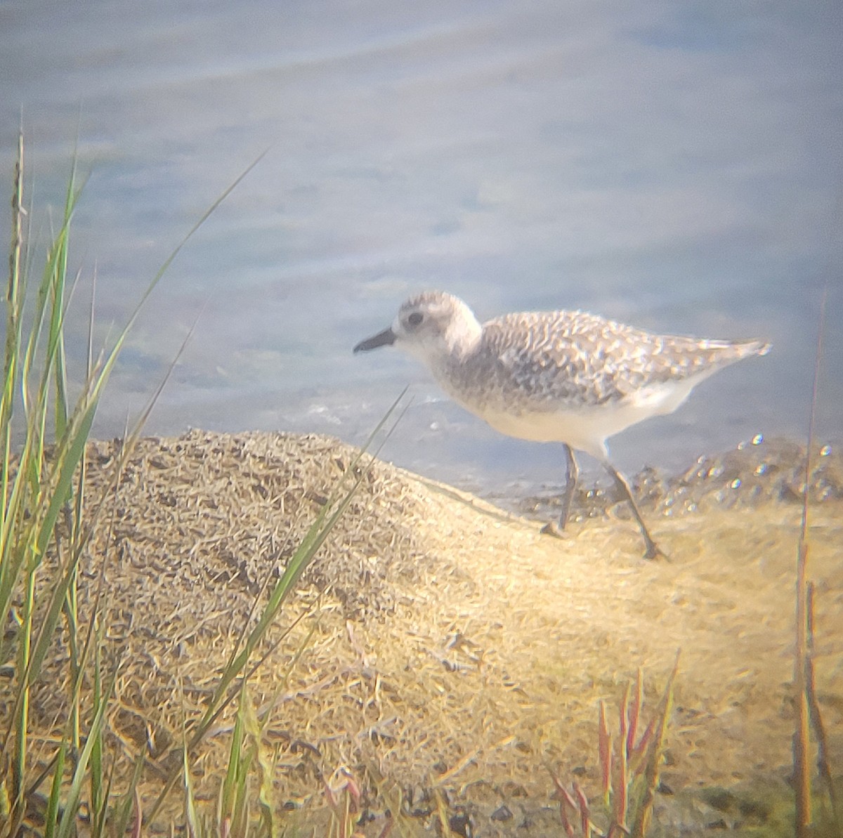 Буурал сүвээ цагаан - ML651723118