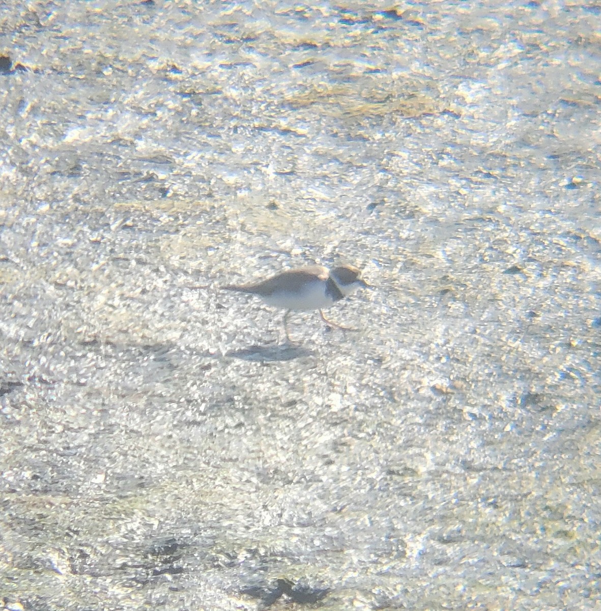 Semipalmated Plover - ML651723148