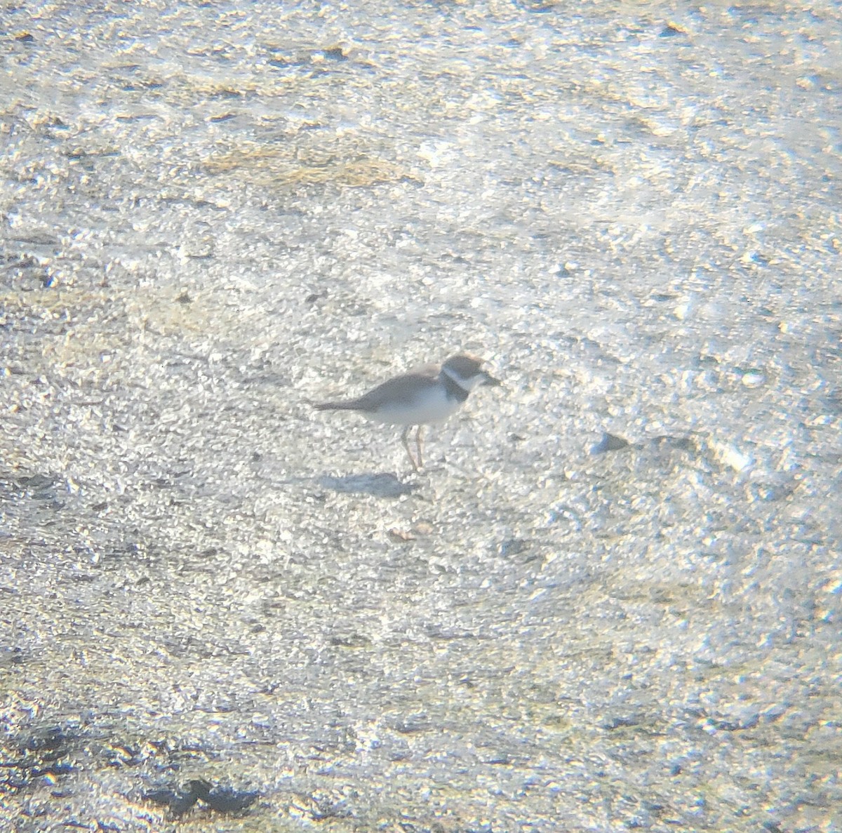 Semipalmated Plover - ML651723149