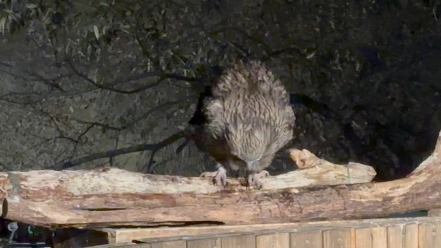 Рыбный филин - ML651724345