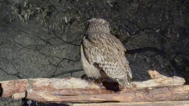 Рыбный филин - ML651724362