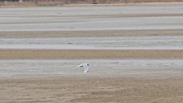 Мартин китайський - ML651724395