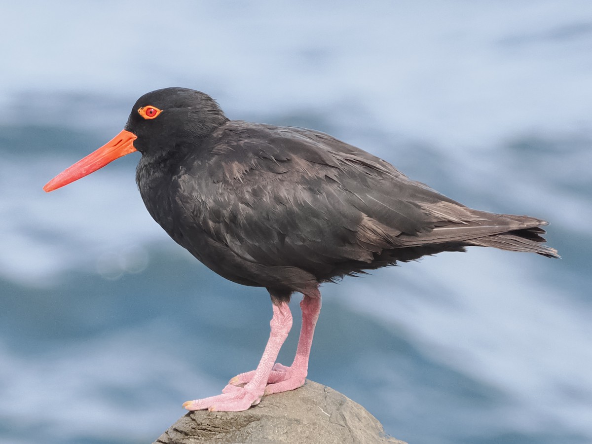 eBird Checklist - 23 Feb 2026 - Point Plomer to Queens Head - 13 species