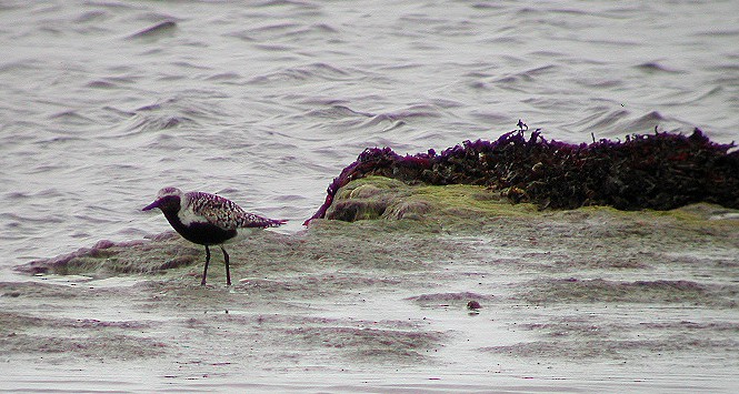 Black-bellied Plover - ML65172491