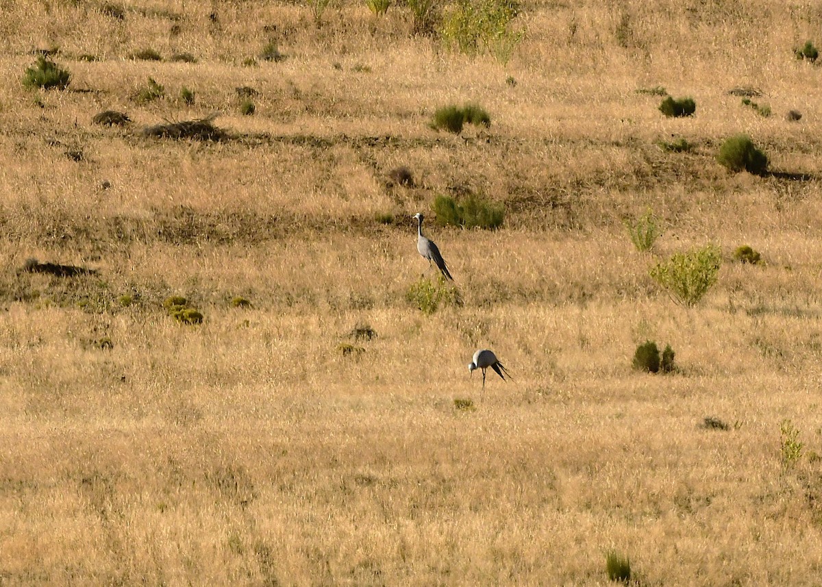 Blue Crane - ML651725141