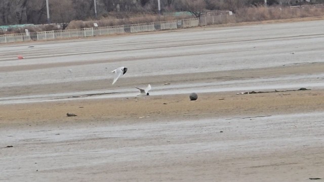 Мартин китайський - ML651725254