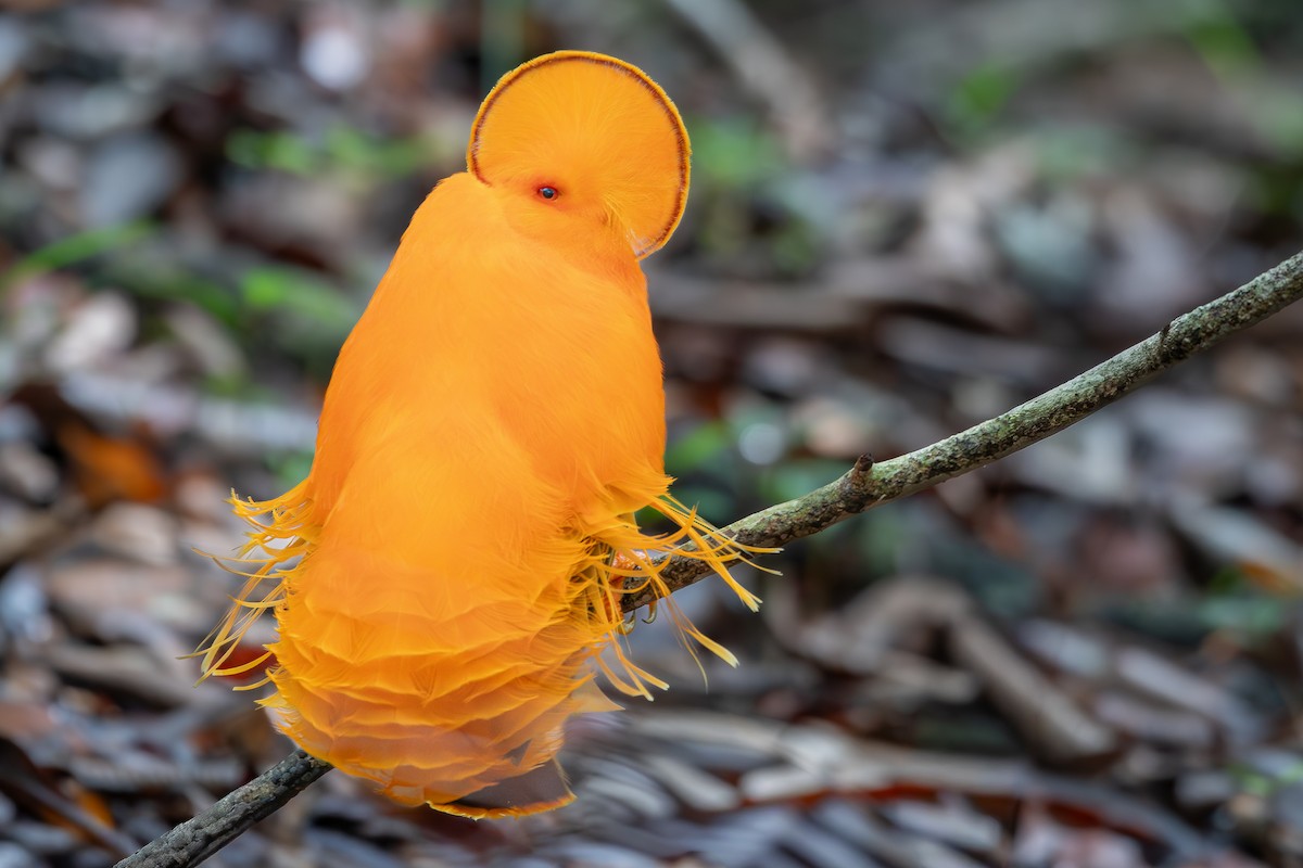 Guianan Cock-of-the-rock - ML651725261