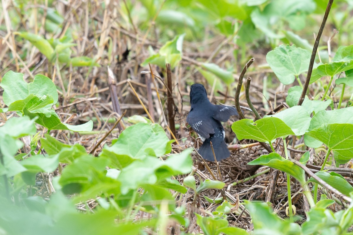 Black-and-white Mannikin - ML651725283