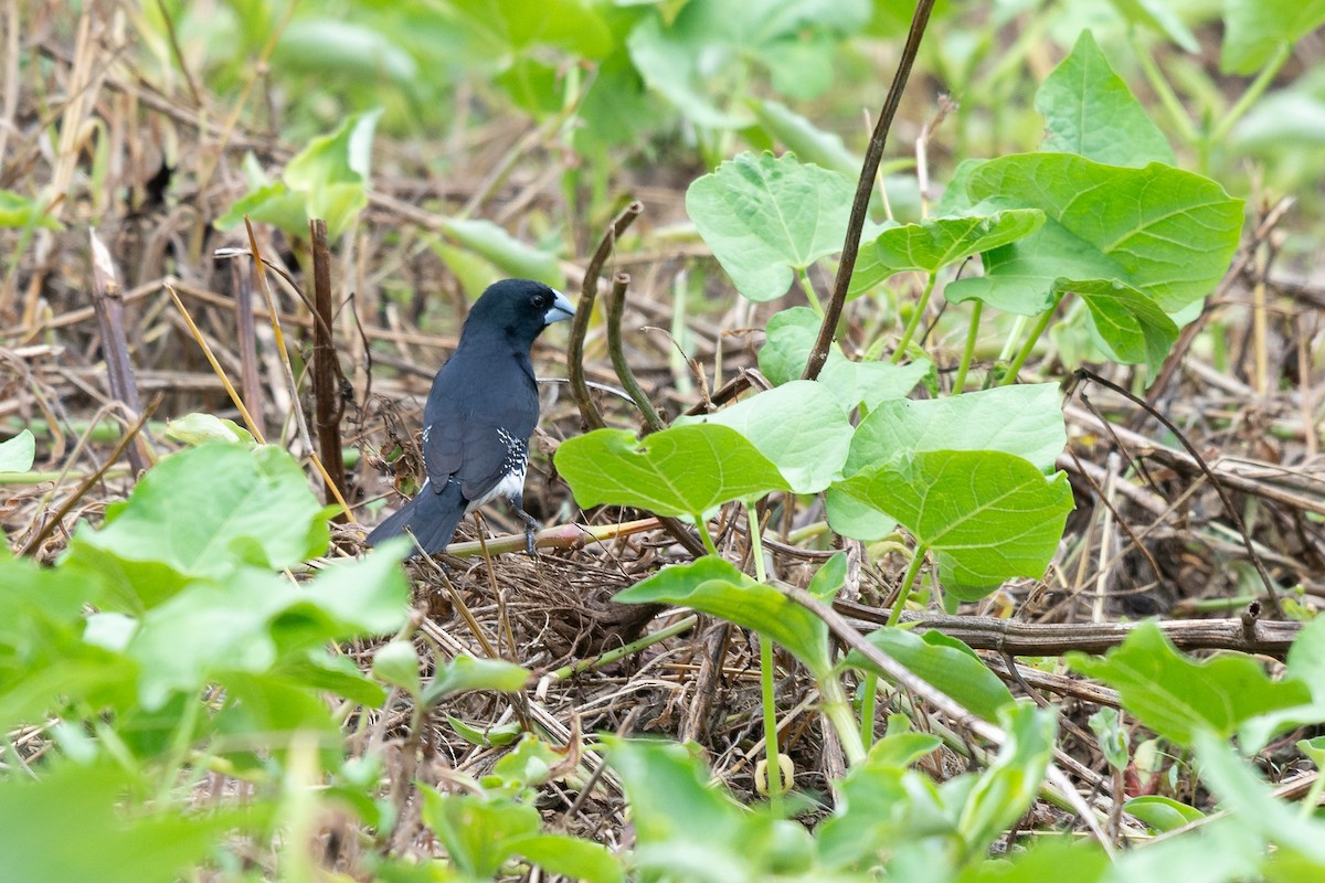 Black-and-white Mannikin - ML651725284