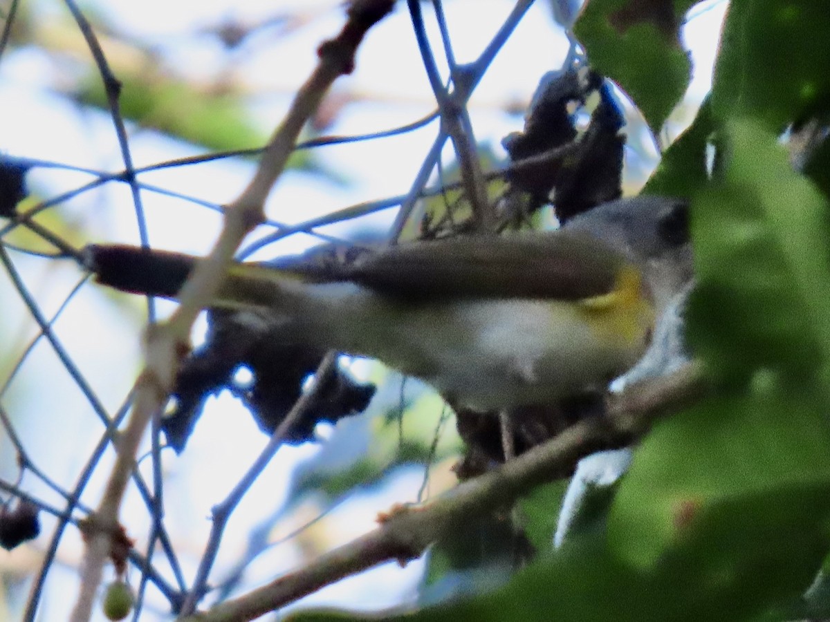 American Redstart - ML651725375