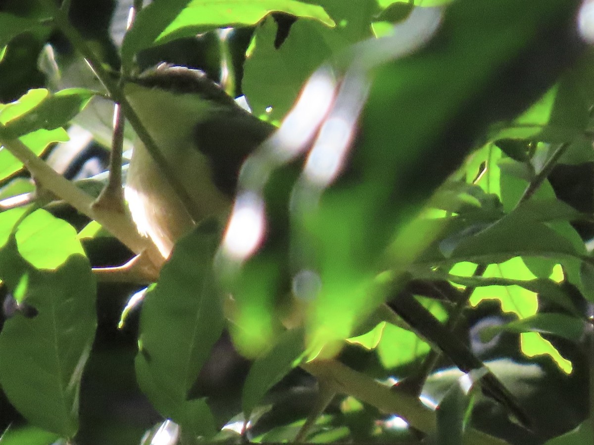 Mangrove Cuckoo - ML651725379