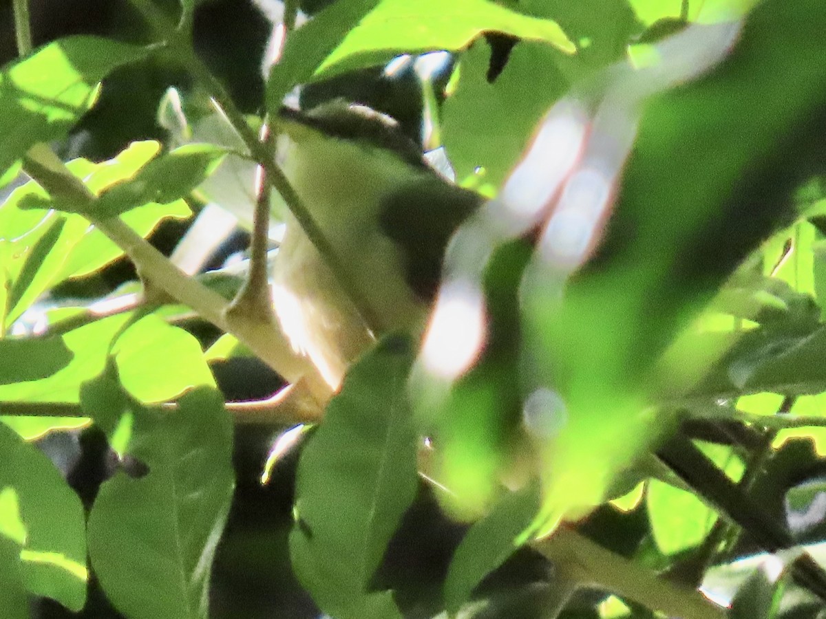 Mangrove Cuckoo - ML651725384