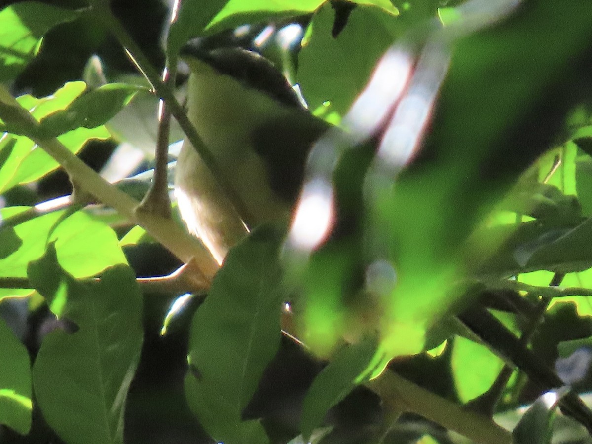 Mangrove Cuckoo - ML651725386