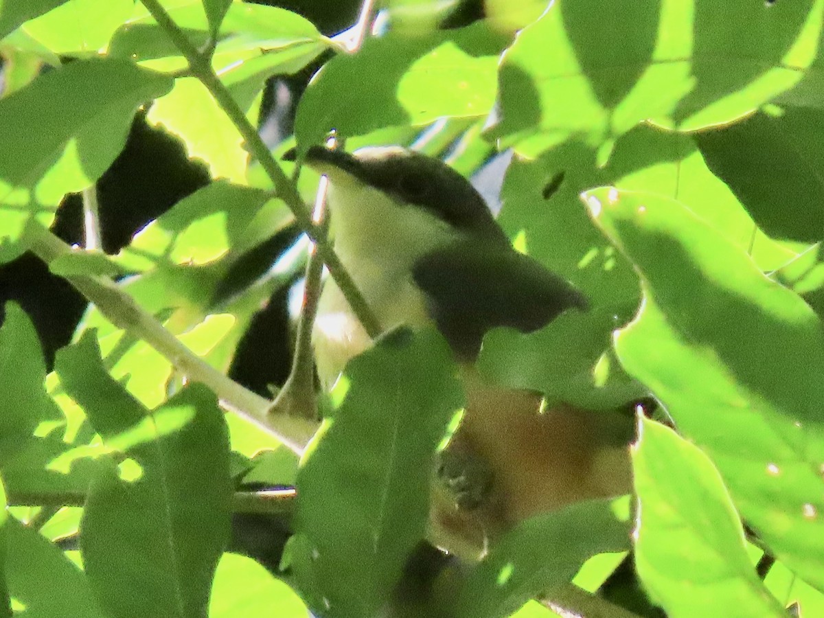 Mangrove Cuckoo - ML651725387