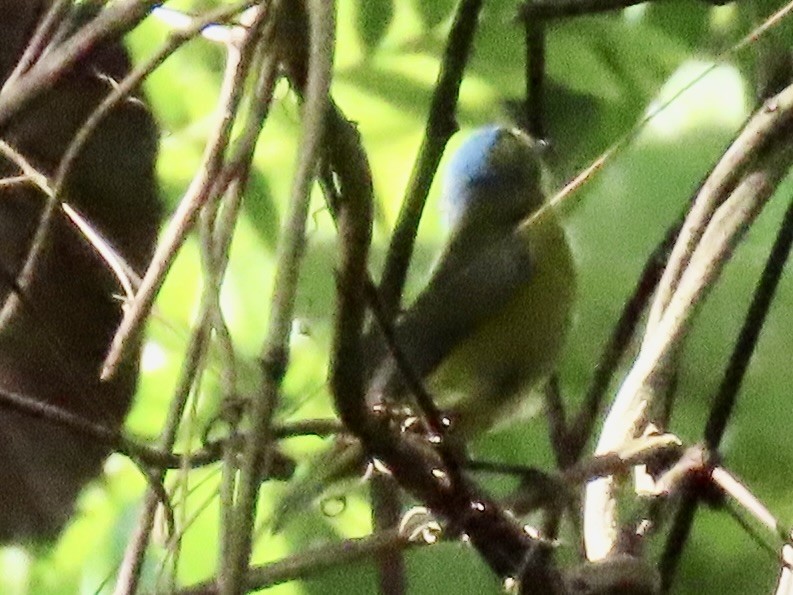 Puerto Rican Euphonia - ML651725390