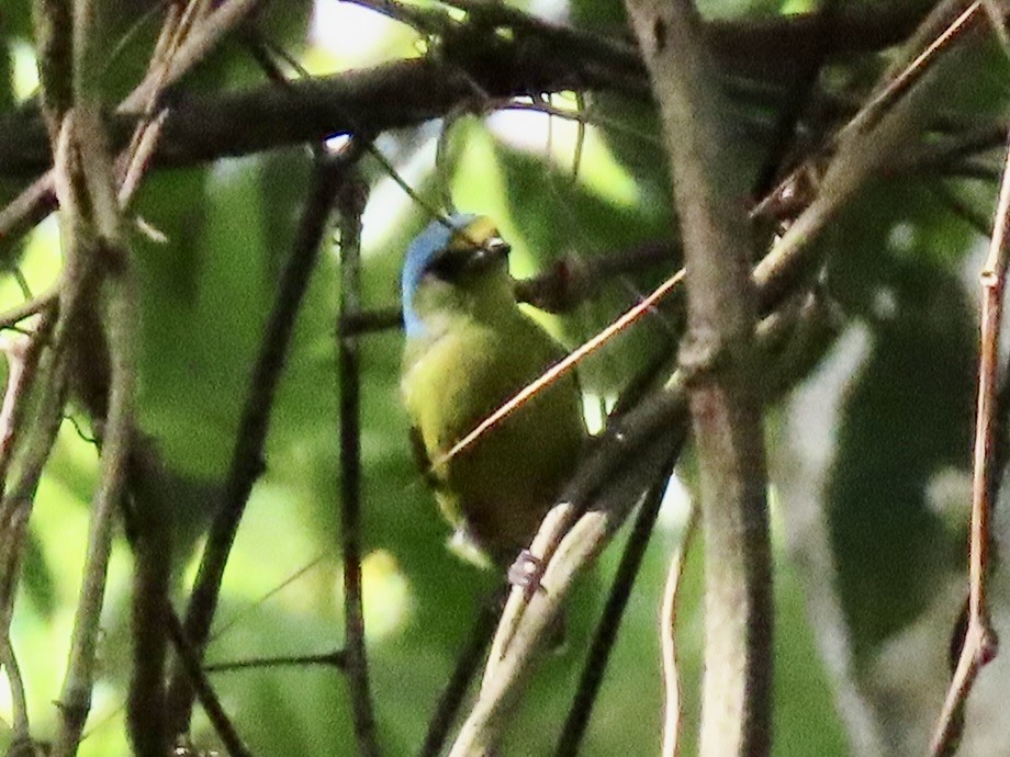 Puerto Rican Euphonia - ML651725399