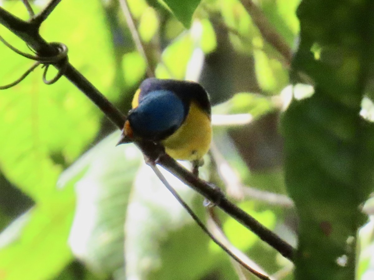 Puerto Rican Euphonia - ML651725401