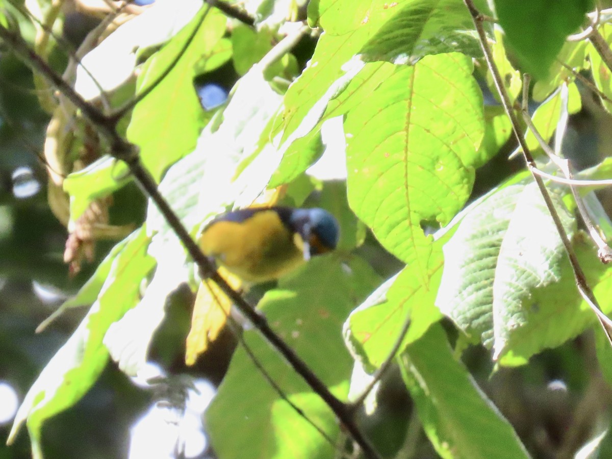 Puerto Rican Euphonia - ML651725404