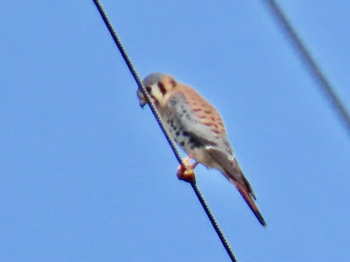 American Kestrel - ML651725407