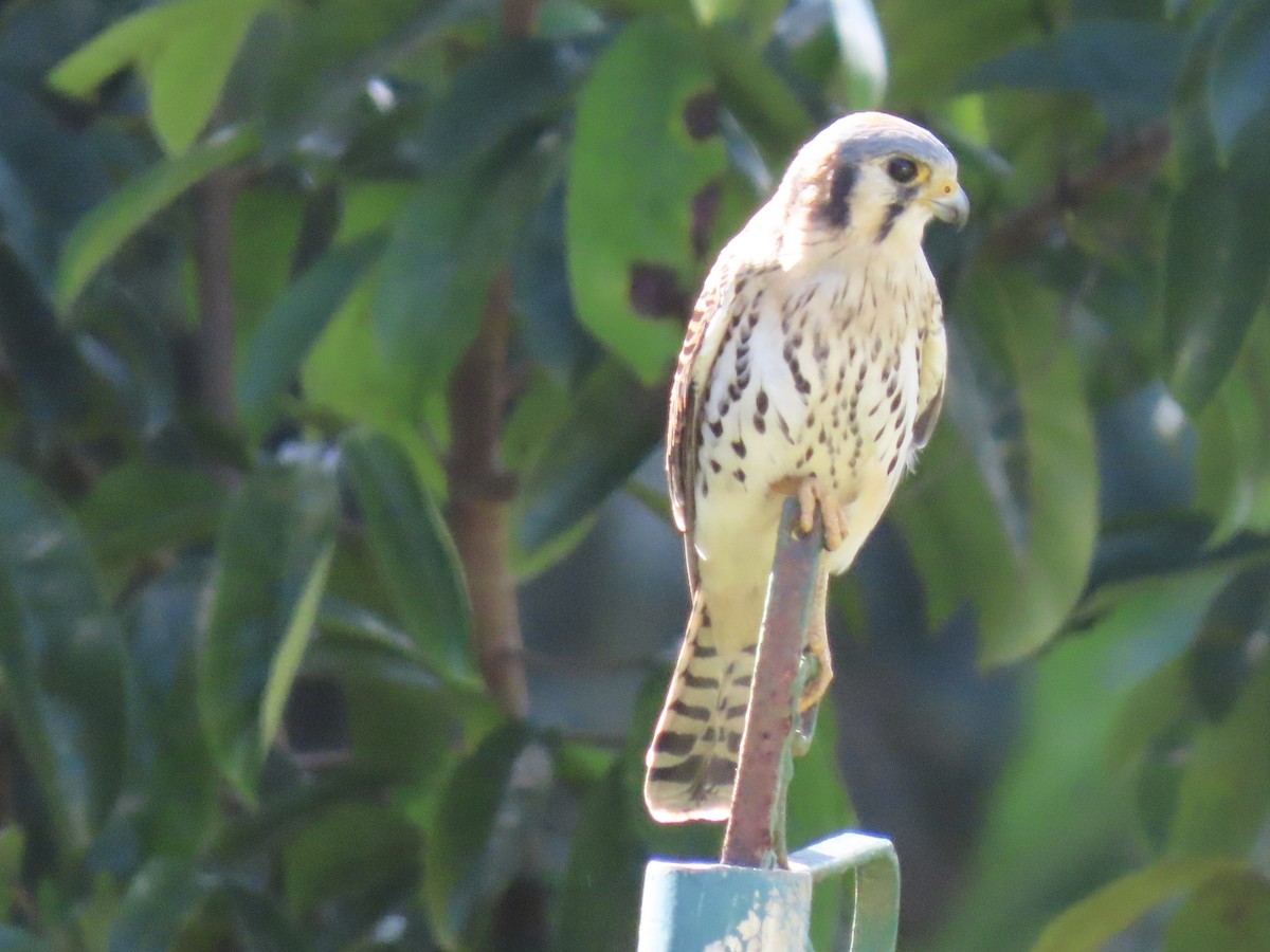 American Kestrel - ML651725412