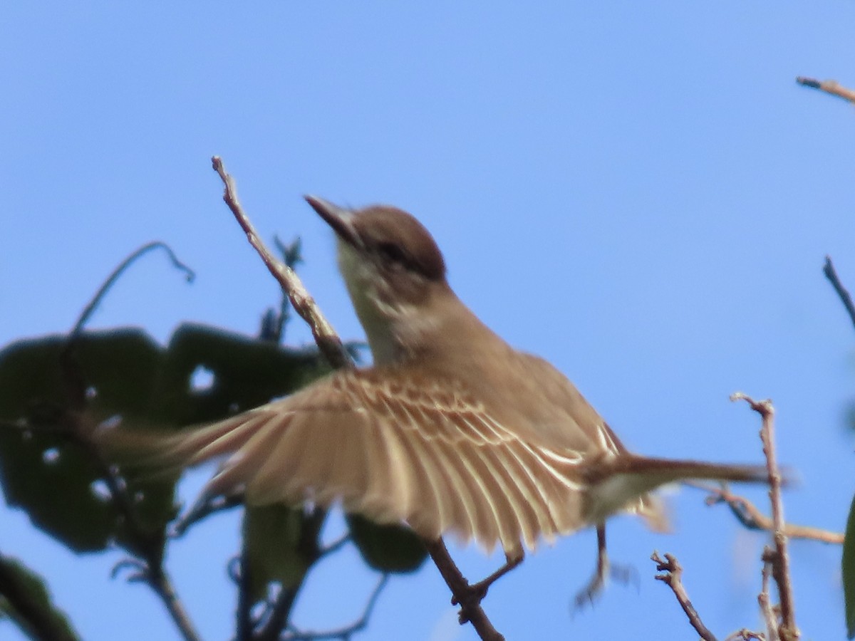 Loggerhead Kingbird - ML651725438