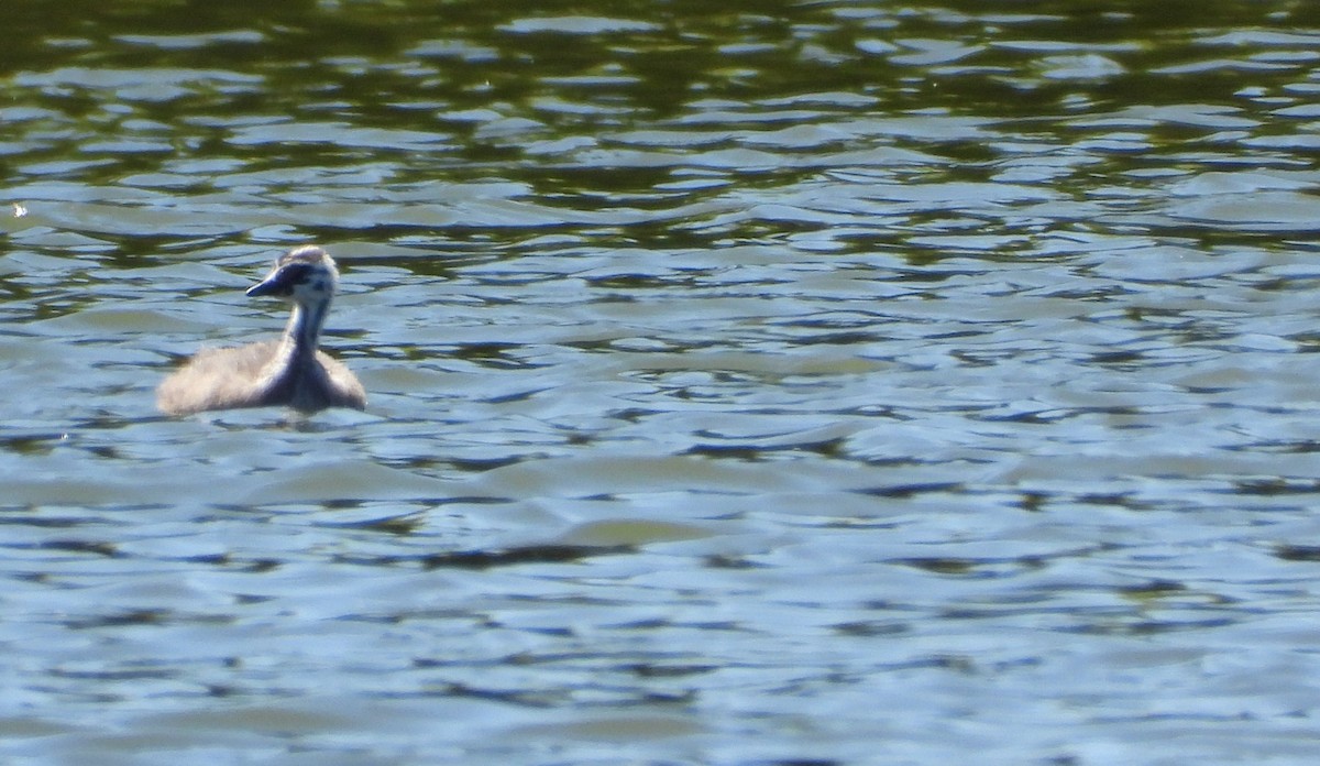 Haubentaucher - ML651726607