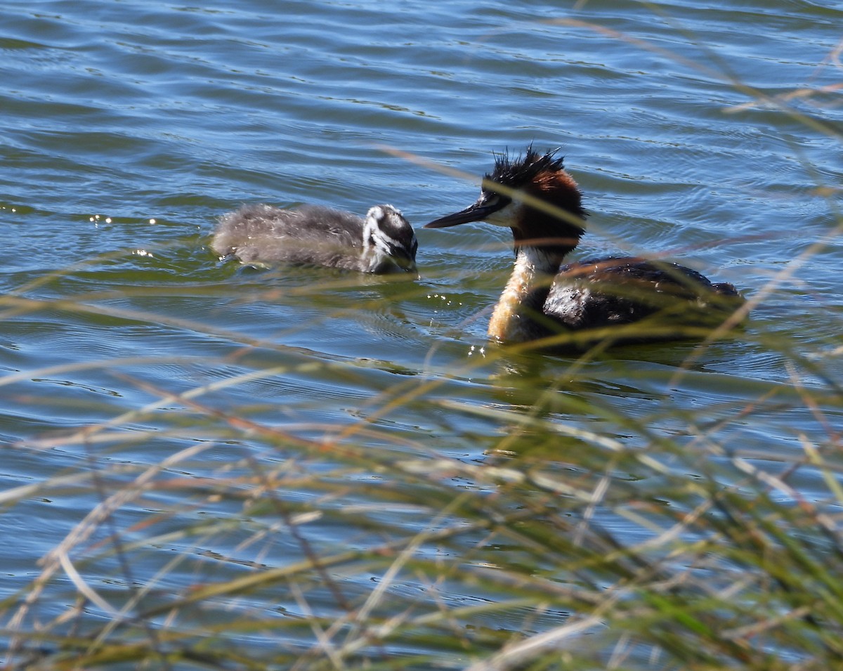 Haubentaucher - ML651726608